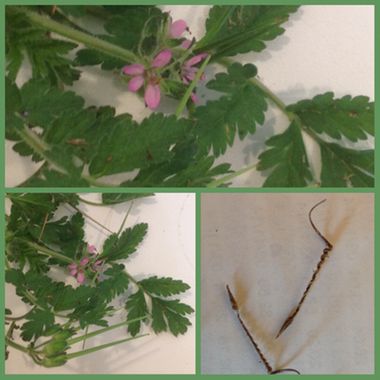 Corkscrew weed showing flower, seed pods and dried seed.