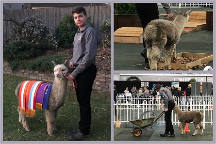 John and Cleo negotiating obstacles in the Stockmanship Competition.