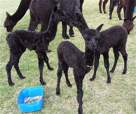 Our new arrivals getting to know each other