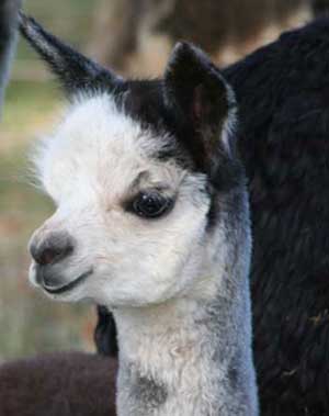 grey cria